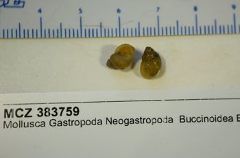 Media type: image; Malacology 383759